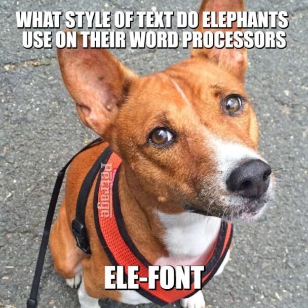 Basenji Elephant Meme PETRAGE